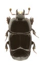 Hololepta plana