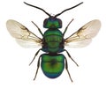 Holopyga fervida, a cuckoo wasp