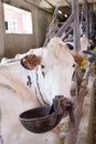 Holshtain cows resting at farm. dairy industry