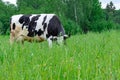 Holstein black and white spotted milk cow standing on a green rural pasture, dairy cattle grazing in the village Royalty Free Stock Photo