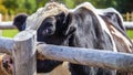 A Holstein Bull at a Fence