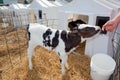 Holstein Calf Royalty Free Stock Photo