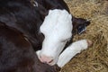 Holstein Calf Royalty Free Stock Photo