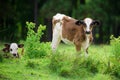 Holstein calf with dairy herd. Young cow. Royalty Free Stock Photo