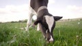 A Holstein calf grazes on a green field. Calf in a meadow. A young calf, black and white, grazes in a meadow. Royalty Free Stock Photo