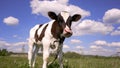 A Holstein calf grazes on a green field. Calf in a meadow. A young calf, black and white, grazes in a meadow. Royalty Free Stock Photo