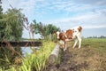 Holstein calf next to a river, on the bank of a ditch, from the side, full-on, colorful poetic scene