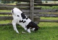 Holstein calf playing in the grass Royalty Free Stock Photo