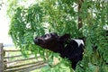 Holstein Calf Reaching to Smell Locust Tree Leaves Royalty Free Stock Photo