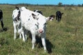 Holstein calves grazing in sunny, lush pasture under blue sky Royalty Free Stock Photo