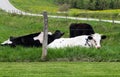 Holstein cattles in the pasture Royalty Free Stock Photo