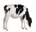 Holstein cow, 13 months old, standing Royalty Free Stock Photo
