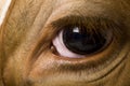 Holstein cow, 4 years old, close up on eye Royalty Free Stock Photo