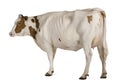 Holstein cow, 4 years old, standing Royalty Free Stock Photo