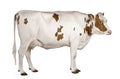 Holstein cow, 4 years old, standing