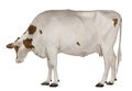 Holstein cow, 4 years old, standing Royalty Free Stock Photo