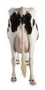 Holstein cow, 5 years old, rear view Royalty Free Stock Photo