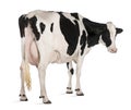 Holstein cow, 5 years old, standing Royalty Free Stock Photo