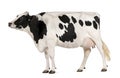 Holstein cow, 5 years old, standing