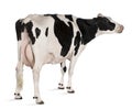 Holstein cow, 5 years old, standing