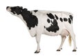 Holstein cow, 5 years old, standing Royalty Free Stock Photo