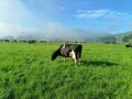 Holstein cow with beautiful landscape in new Zealand