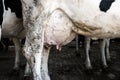 Holstein cow big udder full of milk. Close Up Udder of a Dairy Cow. Royalty Free Stock Photo