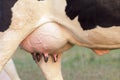Holstein cow big udder full of milk