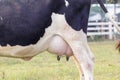 Holstein cow big udder full of milk