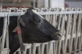 Holstein Cow eating hay on a dairy farm. Royalty Free Stock Photo