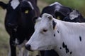 Holstein cow close up. Cows on a meadow during sunny day. Black and white Dutch cows. Black and white cow. Holstein cows Royalty Free Stock Photo