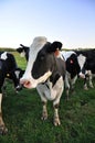 Holstein Cow closeup