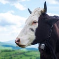 Holstein cow. Cow farm. Cows head grazing at field. Royalty Free Stock Photo