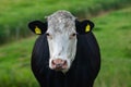 Holstein cow. Cows on a meadow during sunny day. Black and white Dutch cow walking and eating grass on green meadow. Cow Royalty Free Stock Photo