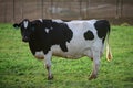 Holstein cow. Dairy cow. Cowshed on a summer pasture. Royalty Free Stock Photo