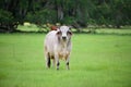 Holstein cow. Dairy cow. Cowshed on summer pasture. Fresh cows milk concept. Royalty Free Stock Photo