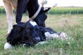 Holstein cow eats grass near her new baby Royalty Free Stock Photo