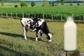 Holstein cow grazing behind closeup of a bottle full of milk