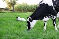 Holstein cow eating ahead of her brand new mostly white calf Royalty Free Stock Photo