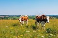 Holstein Cow Grazing in Lush Green Pasture. Royalty Free Stock Photo