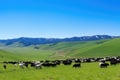 Holstein Cow Grazing in Lush Green Pasture. Royalty Free Stock Photo