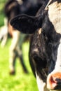 Holstein Cow half portrait Royalty Free Stock Photo