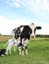 Newborn Holstein calf snuggles under mom Royalty Free Stock Photo