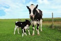 Holstein cow with her newborn twin calves in the field Royalty Free Stock Photo