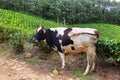 A Holstein cow in Kolukkumalai Tea plantations in Munnar, Kerala, India