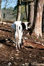 Holstein cow looking backward