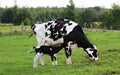 Newborn Holstein calf trying to feed whil mom grazes