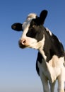 Holstein cow Royalty Free Stock Photo