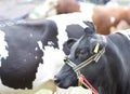 Holstein cow portrait Royalty Free Stock Photo