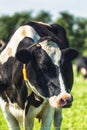 Holstein Cow portrait Royalty Free Stock Photo